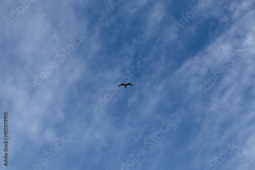 seagull flying in the sky in Istanbul