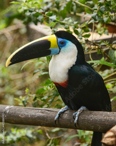 White-throated Toucan (Ramphastos tucanus), Ecuador photo