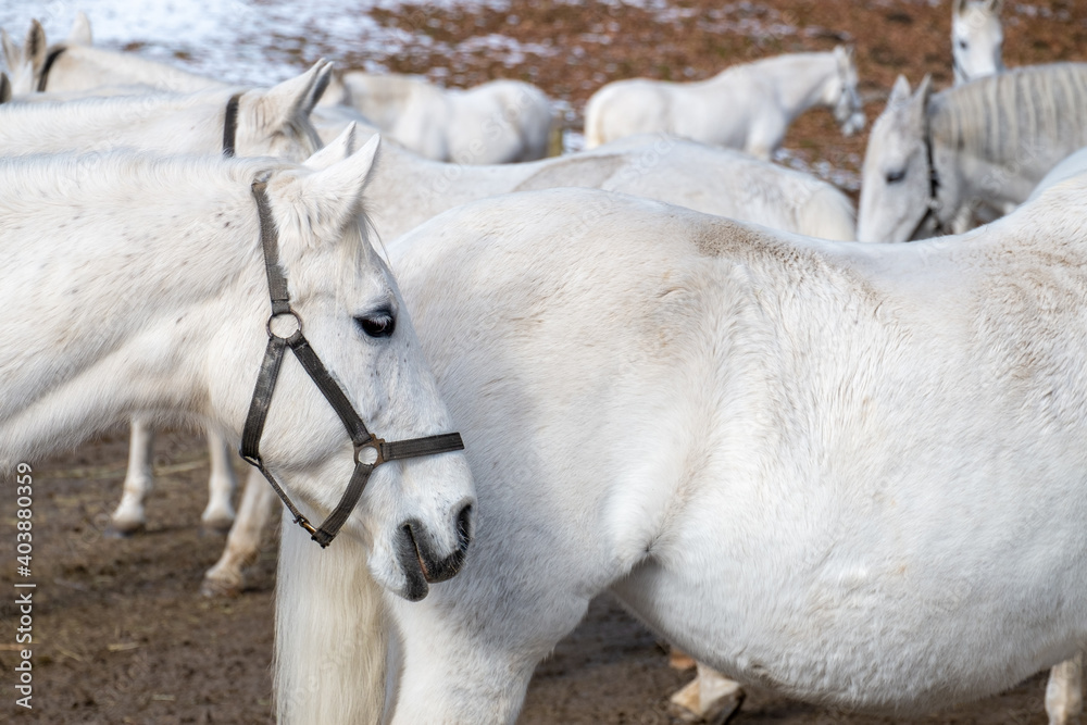 Fototapeta premium LIPIZZANER . WHITE HORSES
