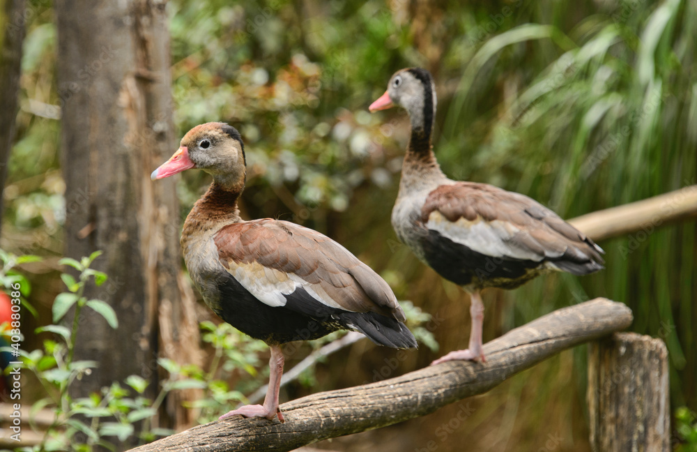 Beautiful ducks, Amaru Biopark, Cuenca, Ecuador Beautiful ducks, Amaru Biopark, Cuenca, Ecuador