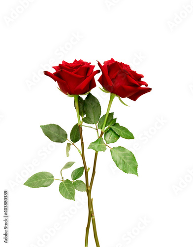 Fototapeta Naklejka Na Ścianę i Meble -  Red rose flowers with clipping path
