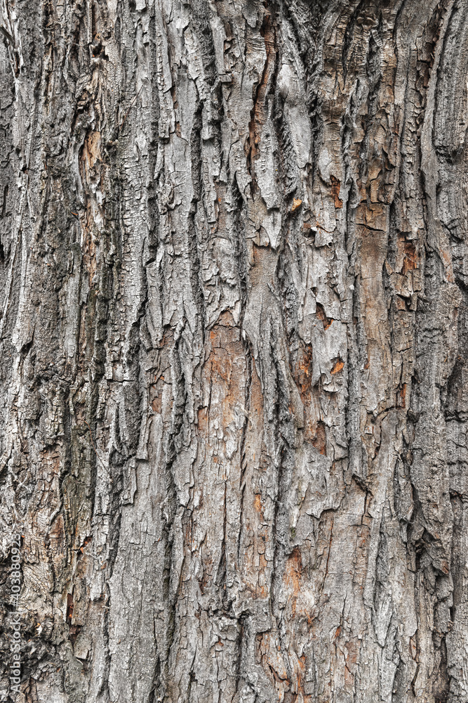Close-up tree bark, natural background Close-up tree bark, natural background