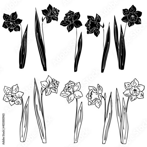 Vector illustration, set of drawings of narcissus flowers, template in black, isolate on a white background