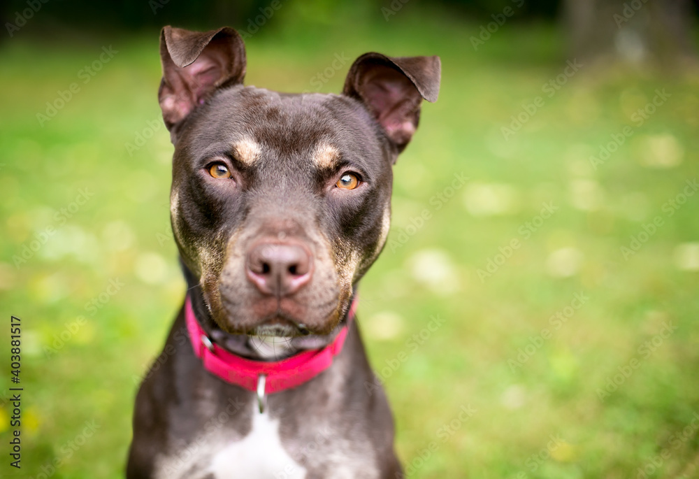 A Pit Bull Terrier mixed breed dog wearing a red collar, looking at the camera