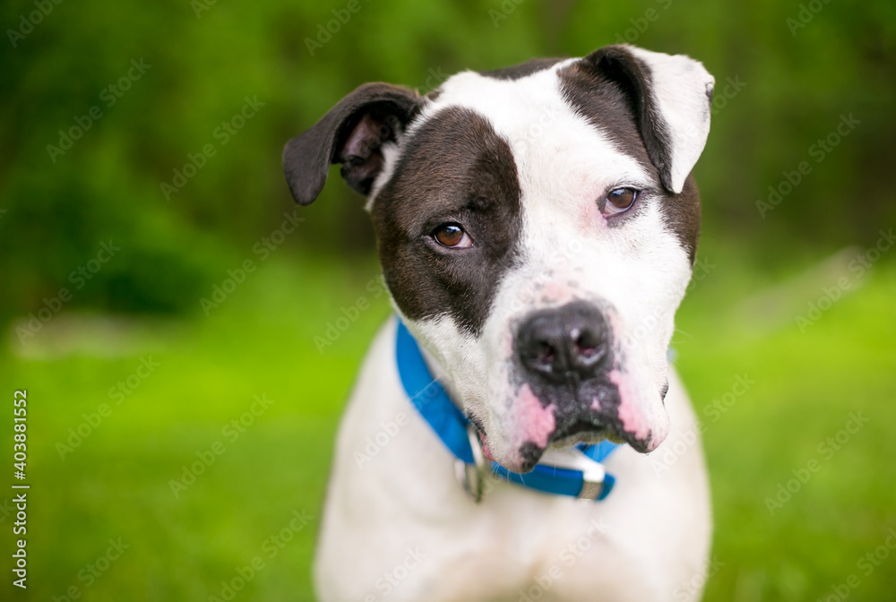 A black and white American Bulldog mixed breed dog listening with a head tilt and wearing a blue collar