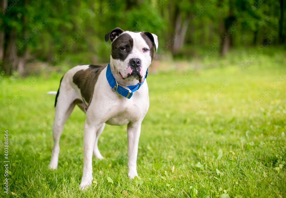 A black and white American Bulldog mixed breed dog with a blue collar standing outdoors