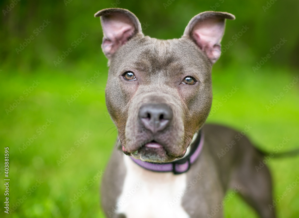 A gray and white Pit Bull Terrier mixed breed dog wearing a purple collar
