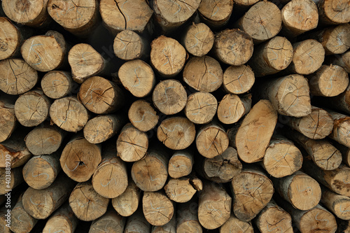 Pile of wood logs in field for forest industry.