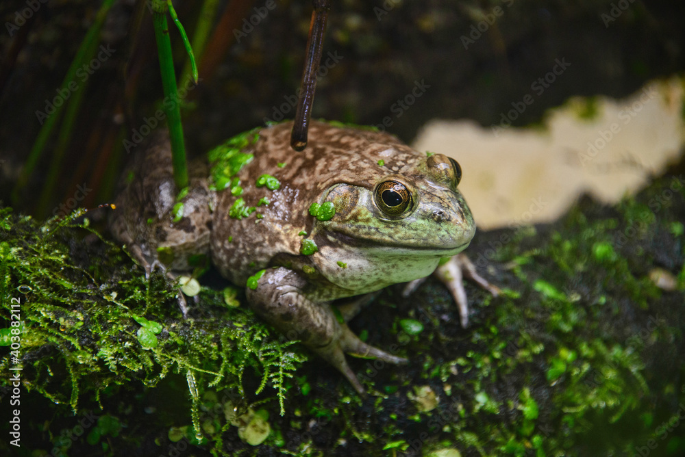 American bullfrog (Lithobates catesbeianus), Amaru Biopark, Cuenca, Ecuador American bullfrog (Lithobates catesbeianus), Amaru Biopark, Cuenca, Ecuador