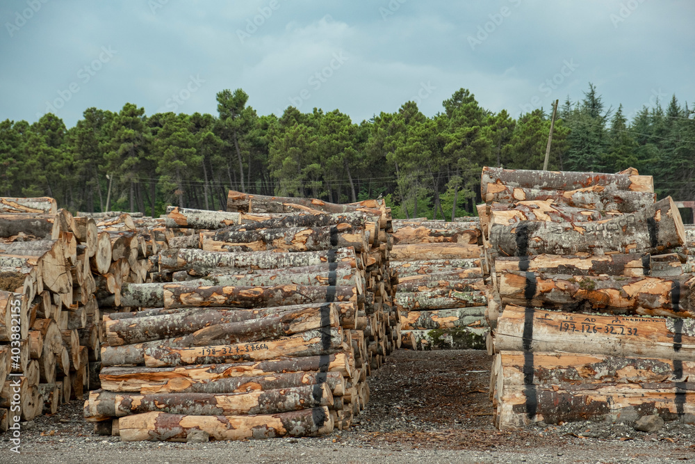 Pile of wood logs in field for forest industry. Line side by side woodpile. Pile of wood logs in field for forest industry. Line side by side woodpile.