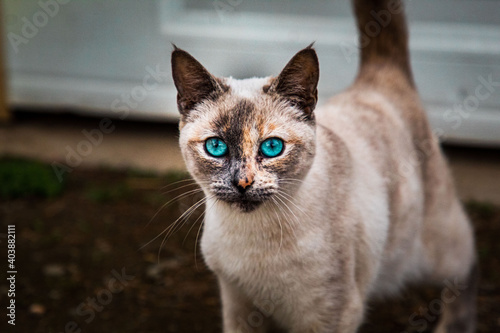 A blue eyed farm cat