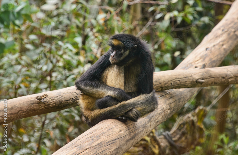 White-bellied spider monkey (Ateles belzebuth), Ecuador White-bellied spider monkey (Ateles belzebuth), Ecuador