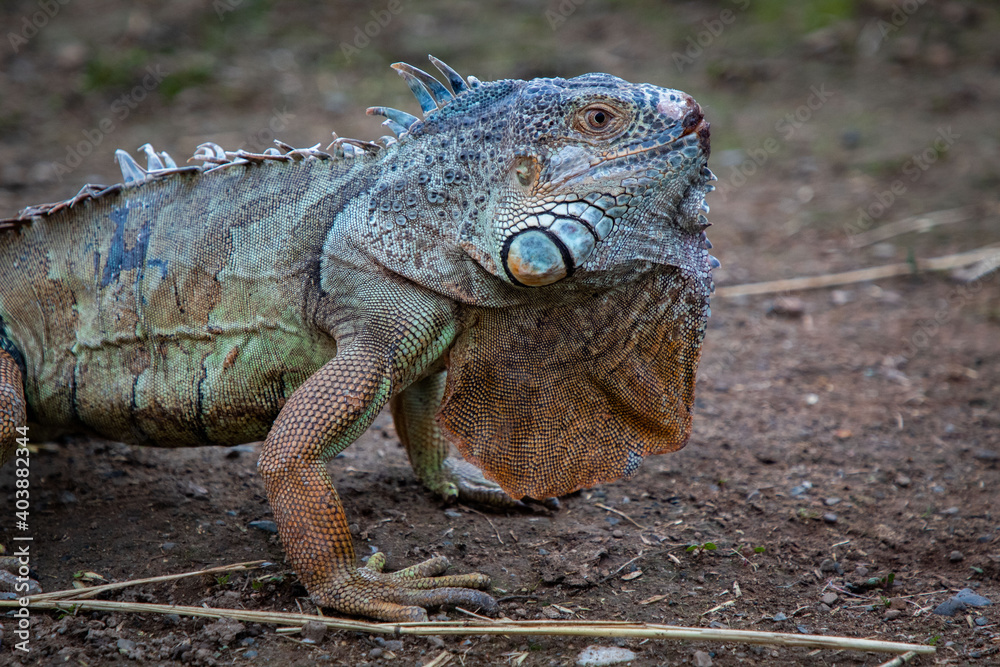 A close up of an iguanas face A close up of an iguanas face