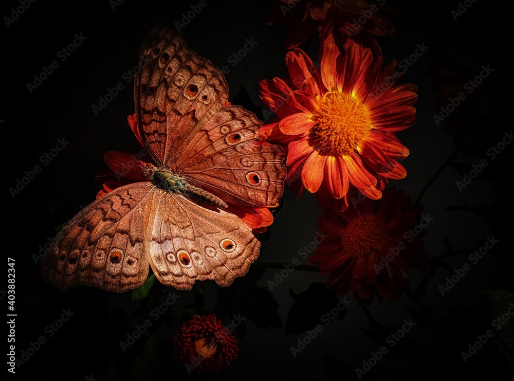 Fototapeta premium butterfly on flower