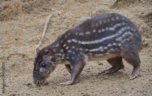 Green acouchi (Myoprocta pratti), Ecuador photo