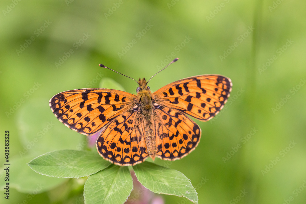 Small Pearl-bordered Fritillary (Boloria selene) butterfly resting on clover Small Pearl-bordered Fritillary (Boloria selene) butterfly resting on clover