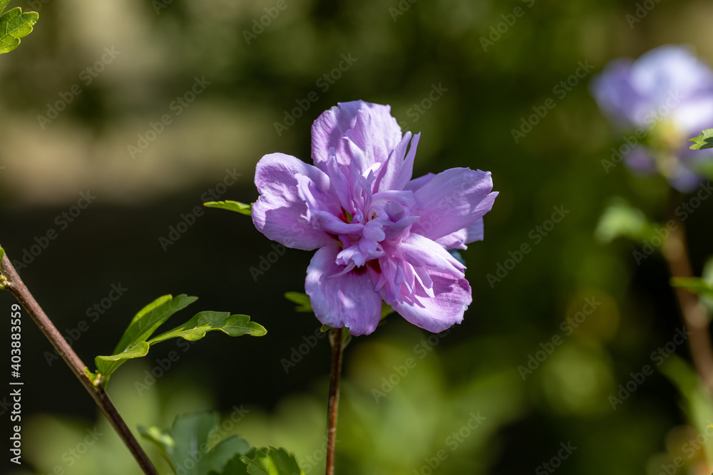 Detailed macro view. Purple pelargonium flower on a background of green leaves.