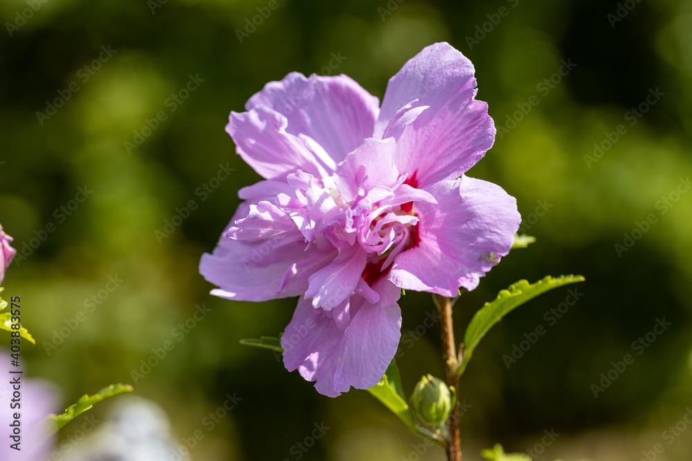 Detailed macro view. Purple pelargonium flower on a background of green leaves.