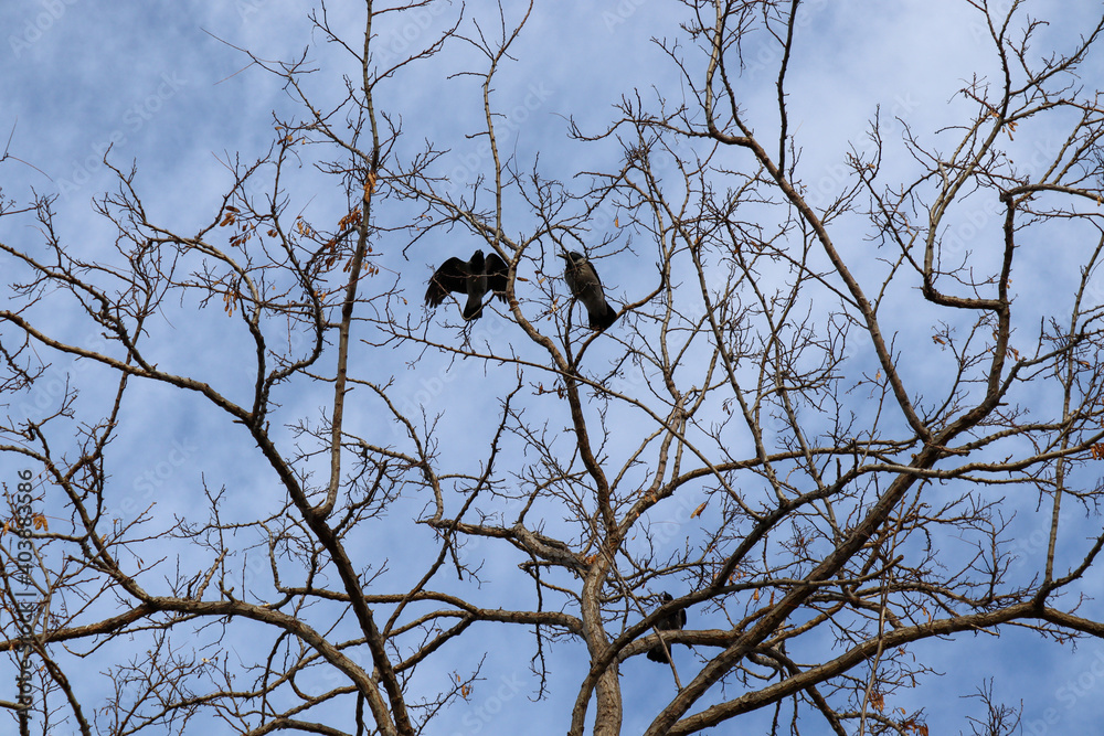 crow on a tree crow on a tree