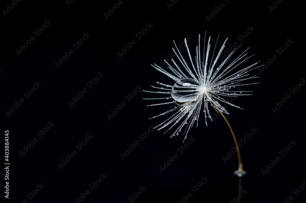 Dandelion seed with a Dewdrop on a black isolated background, macro.