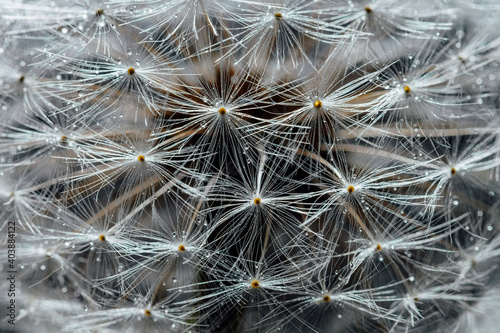 Dandelion with drops of dew or rain close-up.