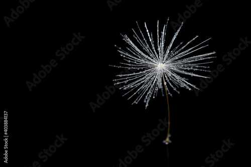 Dandelion seed on a black isolated background  macro.