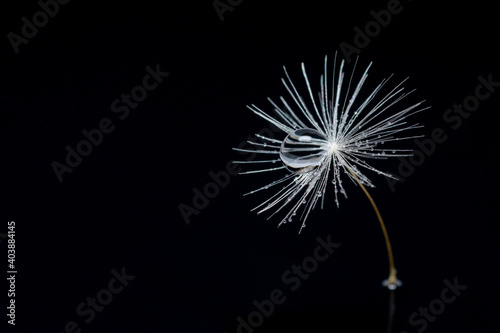 Dandelion seed with a Dewdrop on a black isolated background  macro.