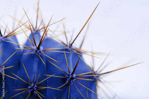 Blue cactus with long sharp spines, close-up on a white isolated background.