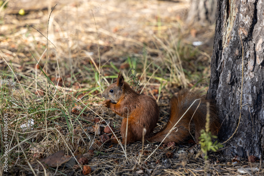 Red squirrel in the park eating nuts on a background of yellow-green grass. Red squirrel in the park eating nuts on a background of yellow-green grass.