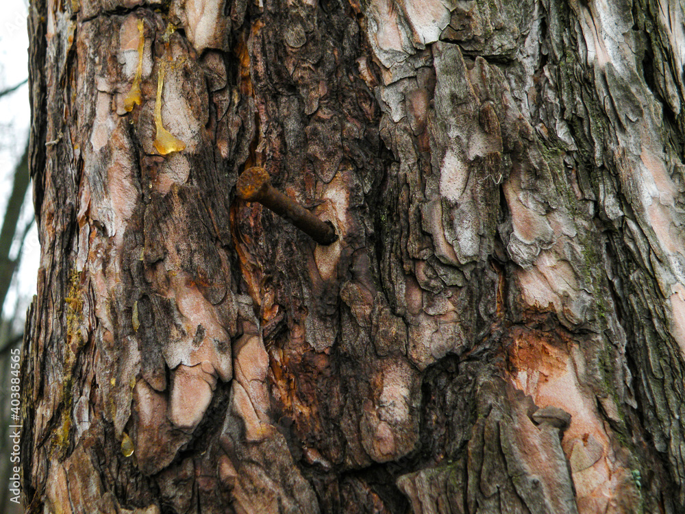 Rusty nail nailed to a pine tree Rusty nail nailed to a pine tree