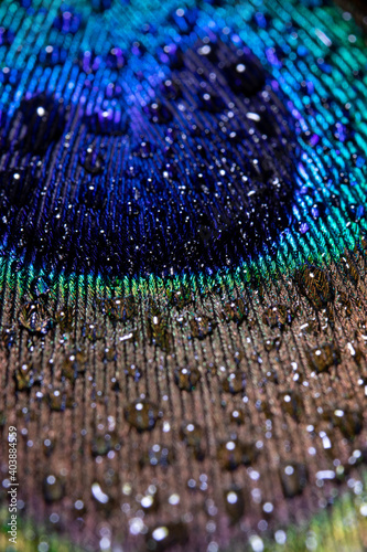Wassertropfen auf einer Pfauenfeder