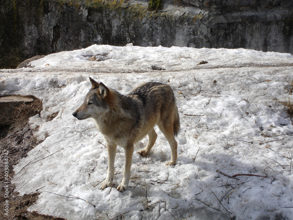 Fototapeta premium Gray wolf on a winter day. Wild animal