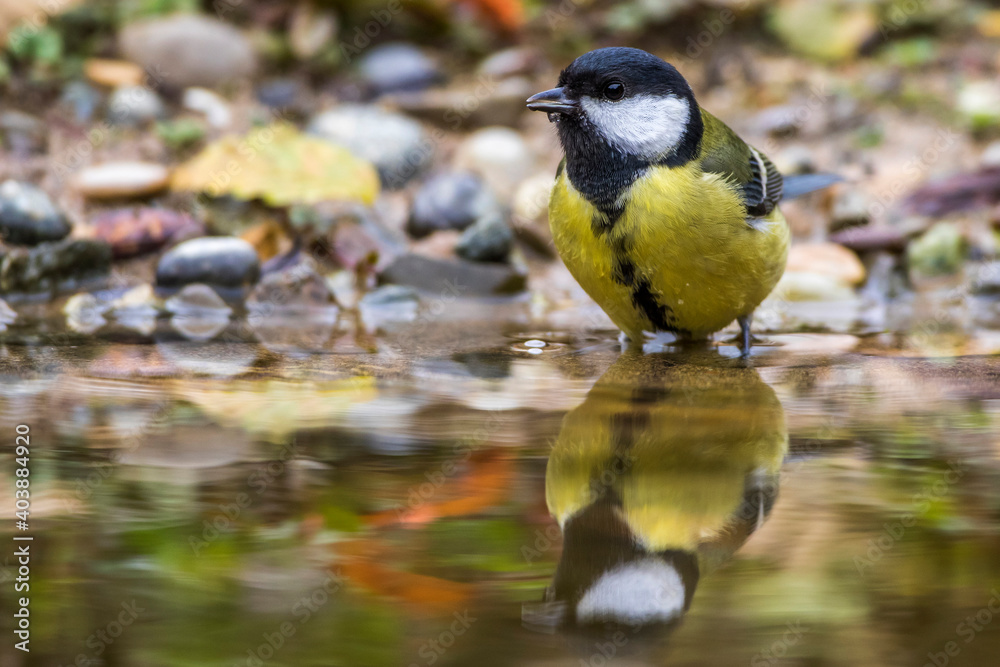 Kohlmeise (parus major) Kohlmeise (parus major)