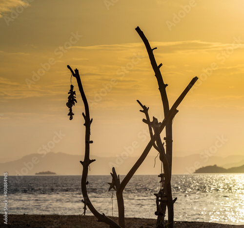 silhouette of drift wood branches with attached chains of sea shells flattering in the wind at sunset