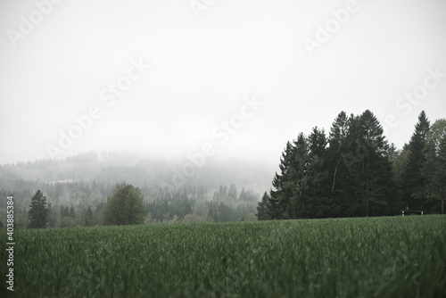 Wald im Nebel