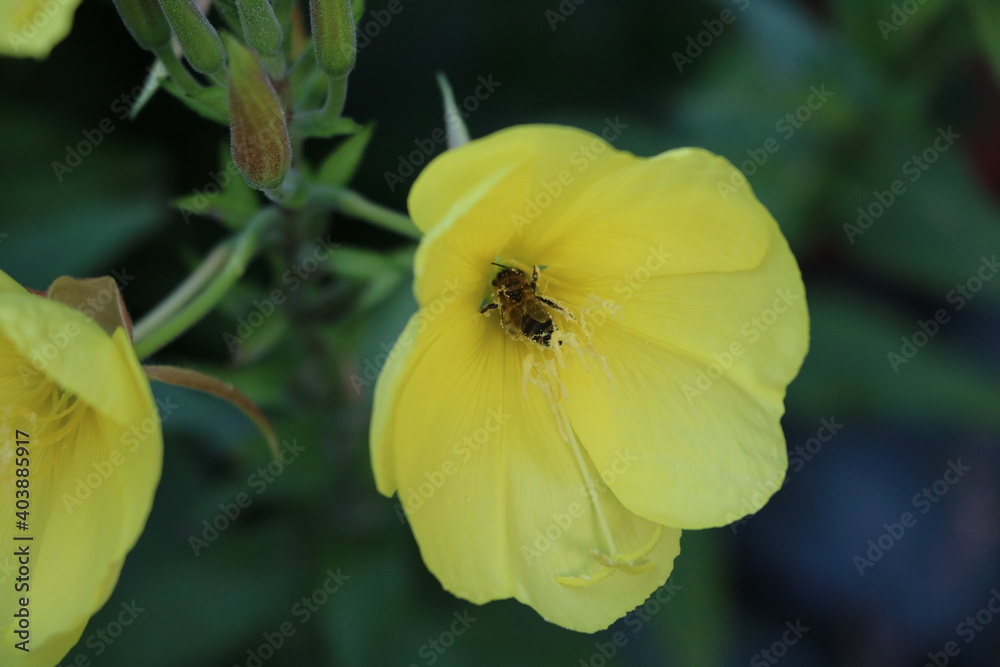 Bee in an Oenothera biennis flower Bee in an Oenothera biennis flower