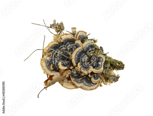 Turkey tail mushroom isolated. Trametes versicolor, also known as coriolus versicolor and polyporus versicolor mushroom, the best natural cure for cancer photo