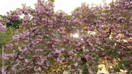 Evening sun rays shine and blink through sakura tree crown in flowers. Late blossoming Kanzan cherry tree at Tokyo park, green leaves and pink flowers on branches photo