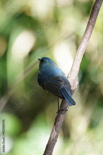 red flanked blue tail on the branch © Matthewadobe
