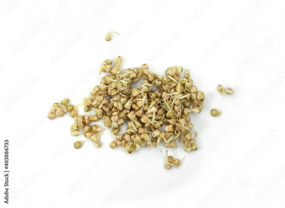 Buckwheat sprouts isolated on white background. Germinated buckwheat isolated. Buckwheat sprouts isolated on white background. Germinated buckwheat isolated.