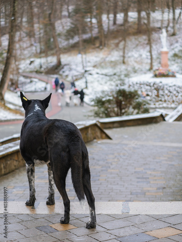 TRUSKAVETS, UKRAINE - JANUARY 8, 2021: a street dog looks ahead, walks in the park