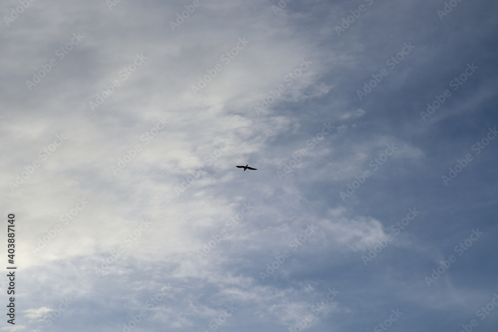 A seagull flying in the cloudy sky