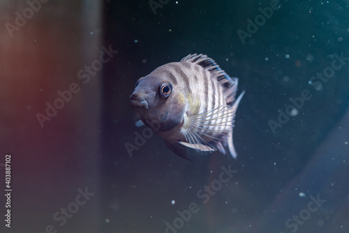 Fish with black stripes. Big beautiful fish underwater. Pets in the aquarium. Beautiful dark blurred background. Cichlasoma nigrofasciatum. Amatitlania nigrofasciata. Archocentrus nigrofasciatus. photo