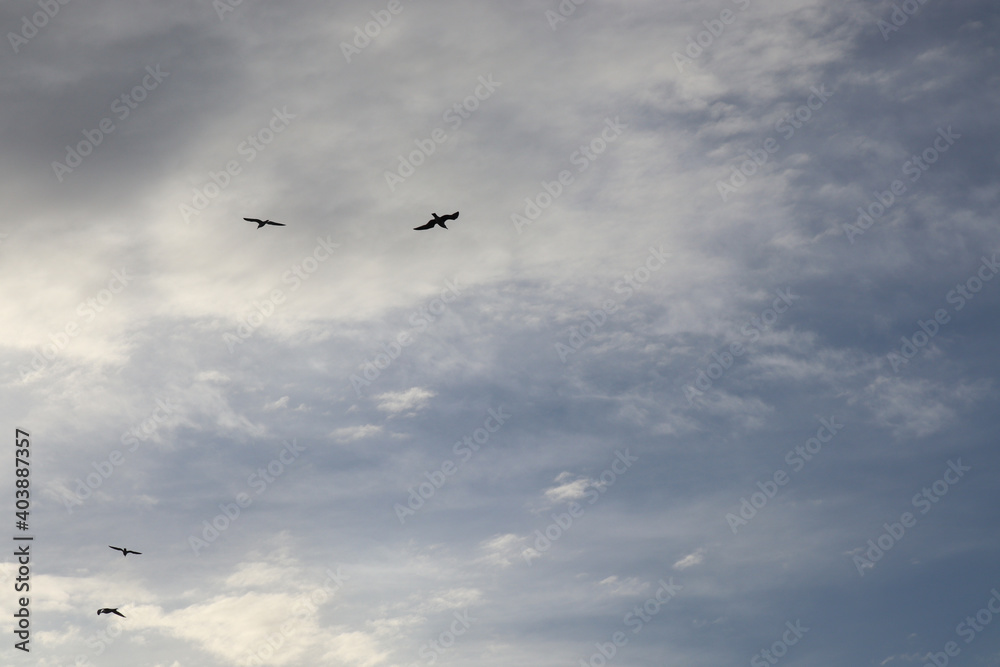 Seagulls flying in the cloudy sky