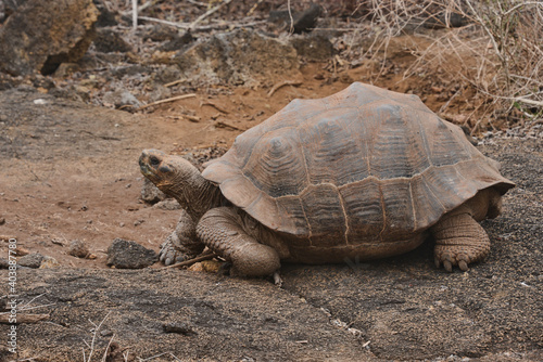 Galapagos giant tortoise (Chelonoidis nigra), Isla Isabela, Galapagos Islands, Ecuador 