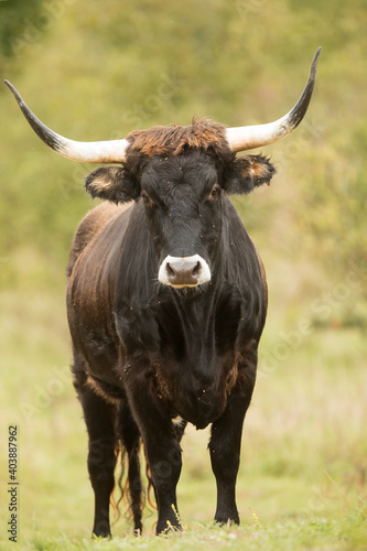 very big male aurochs (Bos primigenius) portrait close up