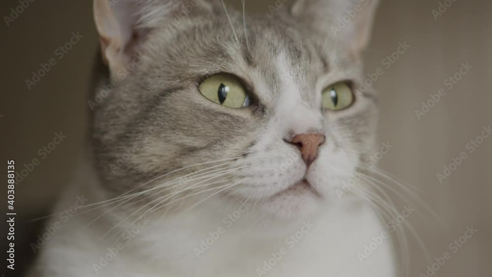Close-up of a funny american shorthaired cat staring into the windlow Close-up of a funny american shorthaired cat staring into the windlow