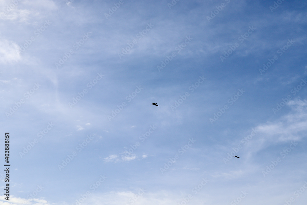 seagull fly in the blue sky seagull fly in the blue sky