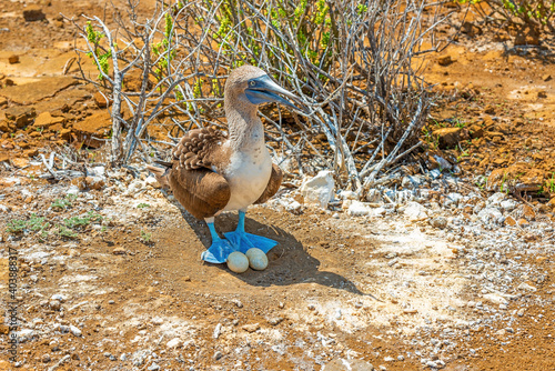 Blue Footed booby (Sula nebouxii) on nest with two eggs, Punta Pitt, San Cristobal island, Galapagos national park, Ecuador.
