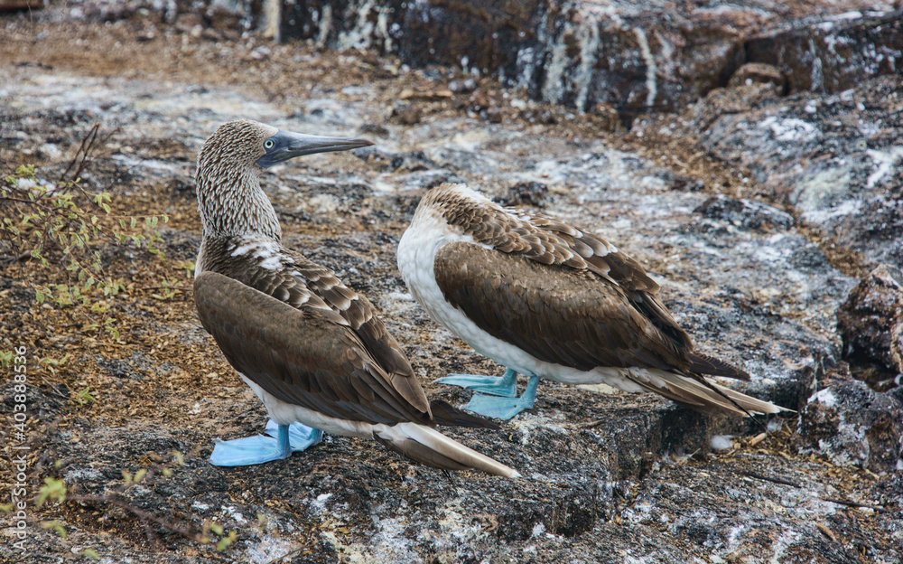 Fototapeta premium Blue-footed booby (Sula nebouxii), Isla Seymour Norte, Galapagos Islands, Ecuador
